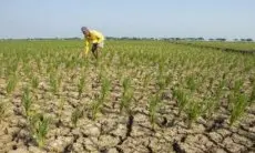 Ratusan Hektare Sawah di Purwakarta Alami Kekeringan