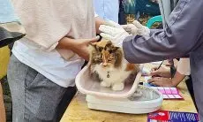 WRD, Diskanak Kabupaten Bogor Suntikan 3.000 Dosis Vaksin Rabies Secara Gratis Kepada Hewan Peliharaan  