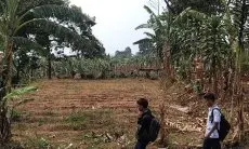 Akibat Kekeringan, Komoditas Padi di KBB Kian Menipis