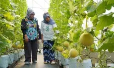 Melirik Perkebunan Melon Made Fresh di Kota Bogor yang Bisa Bikin Pandangan Mata Kembali Segar