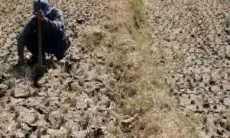 Kemarau Panjang bikin Peternak Sapi Perah Pangalengan Kesulitan Mencari Rumput