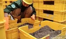 TSI Bogor Hasilkan Maggot 500 Kg Setiap Hari dari Sampah Makanan