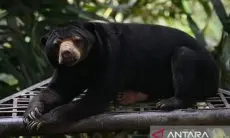Jepang Alami Peningkatan Jumlah Korban Serangan Beruang