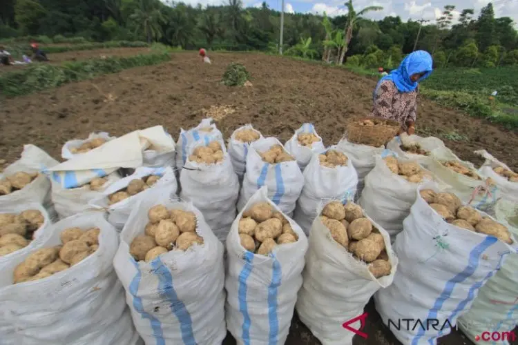 DKPP Kuningan: Diversifikasi Pangan Solusi Hadapi Kenaikan Harga Beras