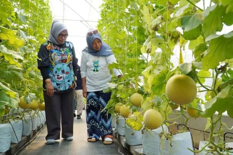 Melirik Perkebunan Melon Made Fresh di Kota Bogor yang Bisa Bikin Pandangan Mata Kembali Segar
