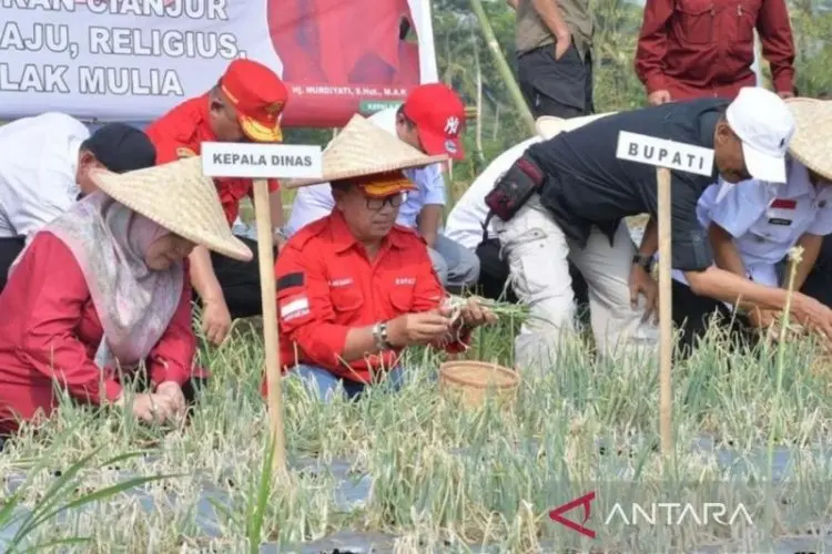 Pemkab Cianjur Tambah Lahan Pertanian Bawang Merah Tingkatkan Produksi