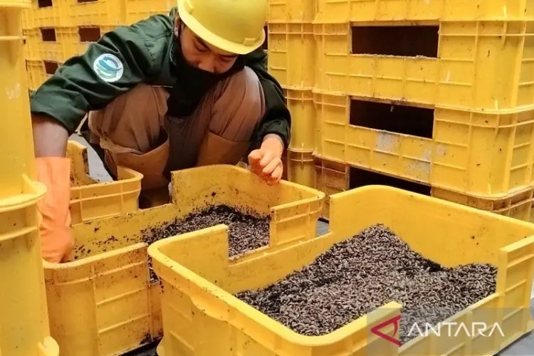 TSI Bogor Hasilkan Maggot 500 Kg Setiap Hari dari Sampah Makanan