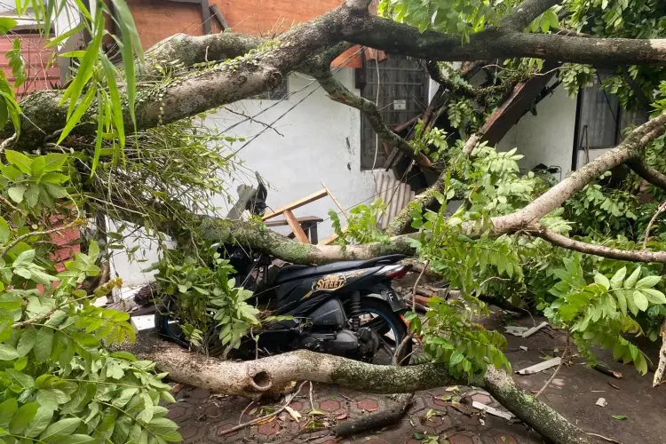 Pohon Tumbang di Kota Bandung Timpa Dua Kendaraan Bermotor 
