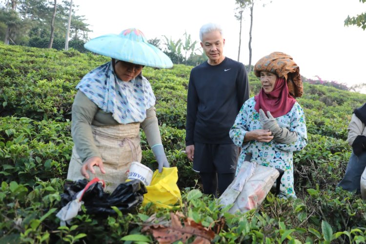 Ganjar dan Siti Atikoh Jalan Pagi Sambil Berbincang dengan Petani Kebun Teh di Cianjur