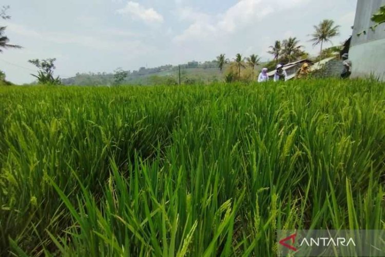 Jabar Bantu Biaya Sertifikasi Pertanian Organik untuk Petani di Garut