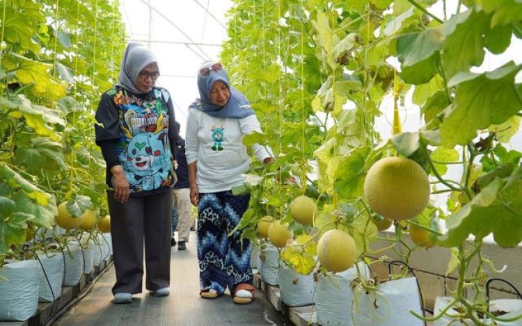 Melirik Perkebunan Melon Made Fresh di Kota Bogor yang Bisa Bikin Pandangan Mata Kembali Segar