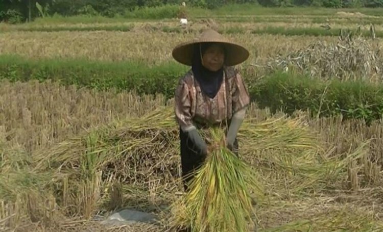 Sekitar 41,85 Hektare Lahan Pertanian di Sukabumi Gagal Panen Akibat Kekeringan