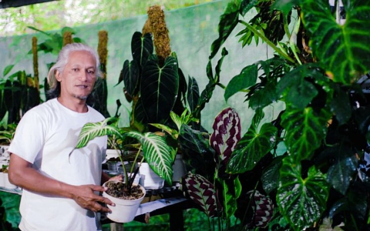 Pasar Tanaman Hias Kini Relatif Jenuh, Sunyoto Petani Tanaman Hias di Puncak Fokus Menjual Konsep Urban Jungle 