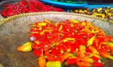 Harga Tembus Hingga Rp80 Ribu, Begini Respons Pemkot Badung Soal Cabai Rawit Merah di Kota Bandung