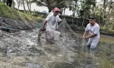 Berkat Nelayan Ganjar, Kelompok Pelaut di Pangandaran Bisa Rasakan Panen Ikan Mujair