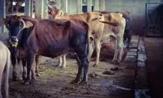 Teknologi Biodigester di Lembang Ini Mampu Olah Kotoran Hewan Jadi Biogas