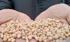 Kedelai Pindah Harga, Subsidi Jadi Senjata untuk Perajin Tahu Tempe