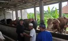 Kota Bogor Terima 40 Ekor Sapi Potong Buat Kelompok Tani