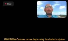 Guru Besar IPB University Beberkan Rekayasa Agro-Ekofisiologi untuk Pengembangan Ubi Kayu di Indonesia 