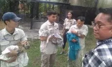 Tiga Bayi Harimau Benggala Lahir di Lembang Park Zoo, Ada Nama dari Raffi Ahmad dan Irfan Hakim