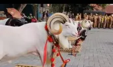 Libatkan Unpad, Pemkab Harap Keaslian dan Kualitas Domba Garut Terjaga