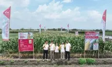 Jawab Keresahan Petani, Cap Panah Merah Benih Jagung Manis Berkualitas, Menuju #PanenMakmur yang Berkelanjutan