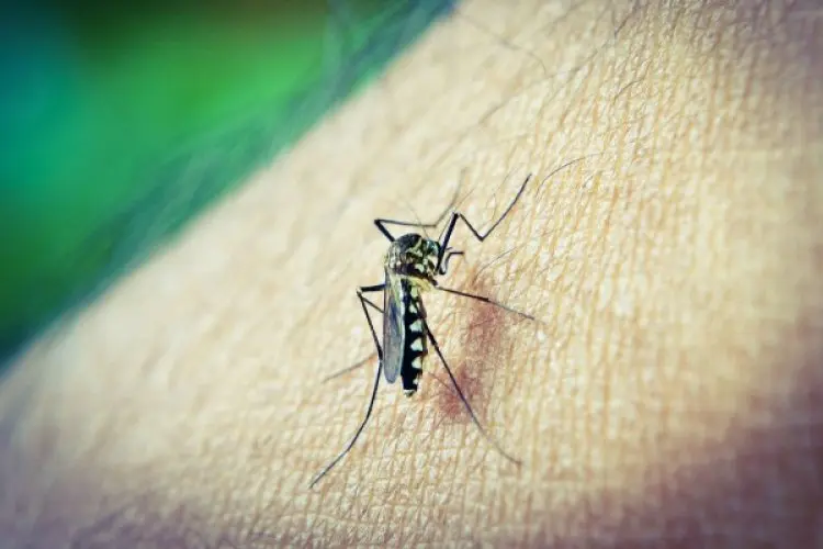 Masuki Musim Pancaroba, Dinkes Kota Cimahi Minta Masyarakat Waspada DBD