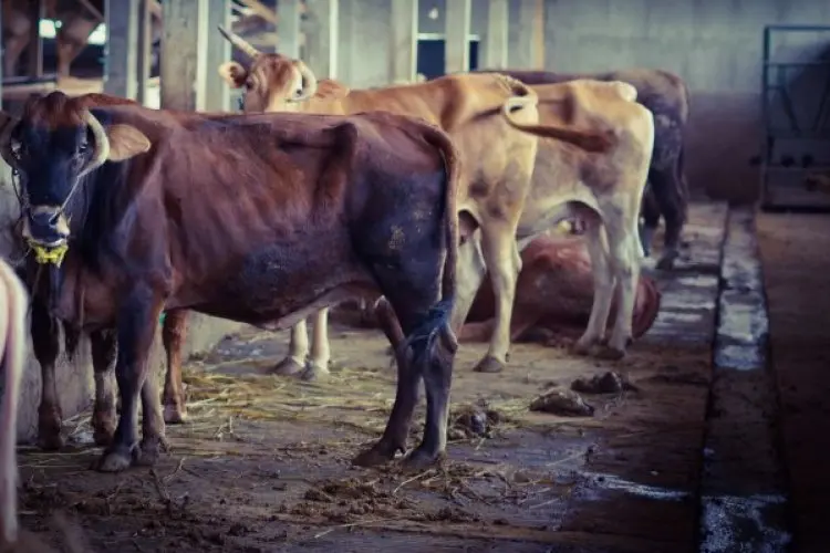 Teknologi Biodigester di Lembang Ini Mampu Olah Kotoran Hewan Jadi Biogas