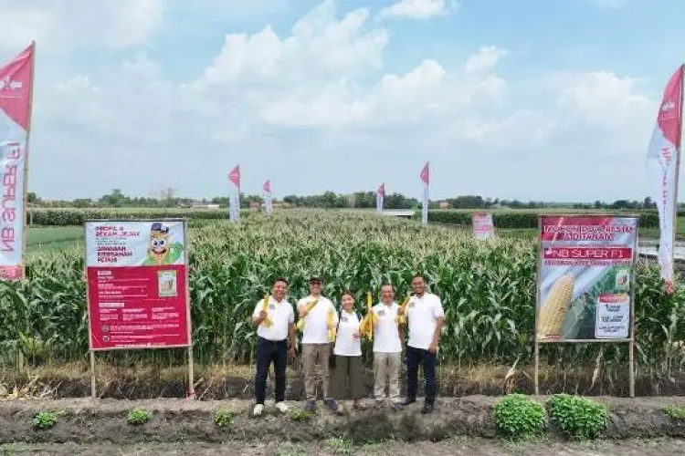 Jawab Keresahan Petani, Cap Panah Merah Benih Jagung Manis Berkualitas, Menuju #PanenMakmur yang Berkelanjutan