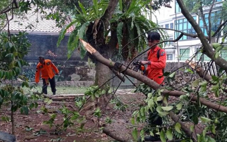 Kamis 2 November 2023 Kemarin, BPBD Kota Bogor Tangani 16 Titik Bencana Mulai Dari Rumah Ambruk Hingga Pohon Tumbang