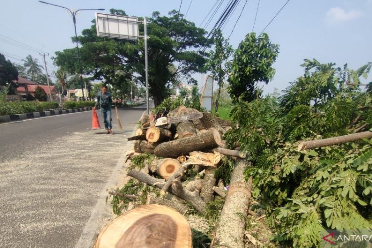 182 Pohon Dipangkas DLH Cianjur, Antisipasi Pohon Tumbang di Musim Hujan