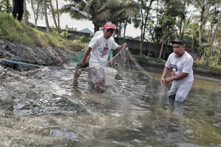 Berkat Nelayan Ganjar, Kelompok Pelaut di Pangandaran Bisa Rasakan Panen Ikan Mujair