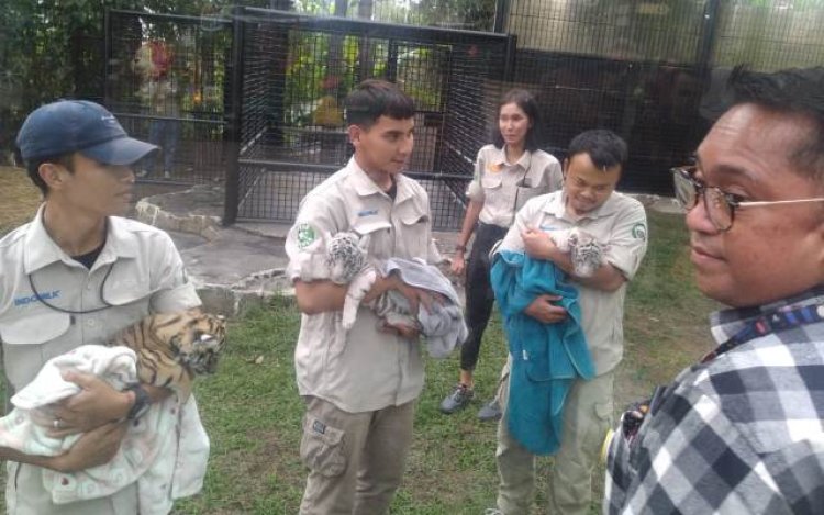 Tiga Bayi Harimau Benggala Lahir di Lembang Park Zoo, Ada Nama dari Raffi Ahmad dan Irfan Hakim