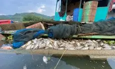 150 Ton Ikan KJA di Waduk Saguling Mati Mendadak, Dispernakan KBB Sebut Kerugian Capai Rp3 Miliar