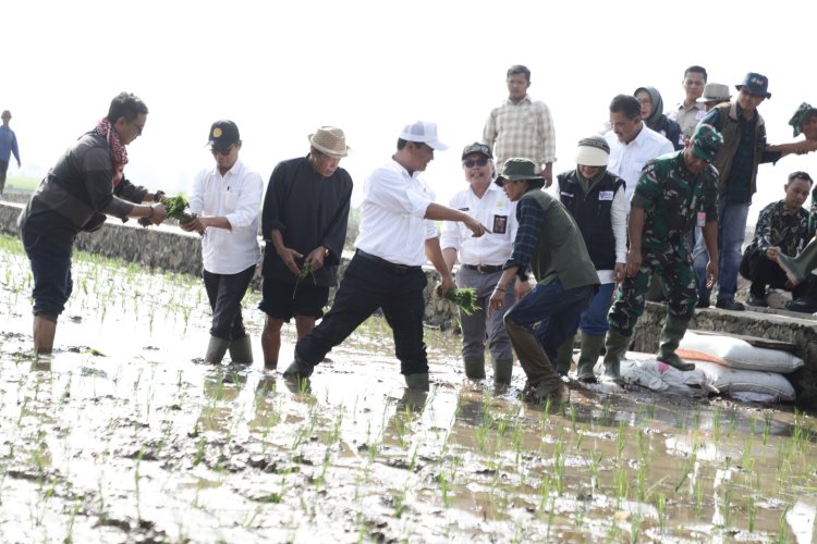 Menteri Pertanian Tanam Padi di Kutawaringin Bandung 