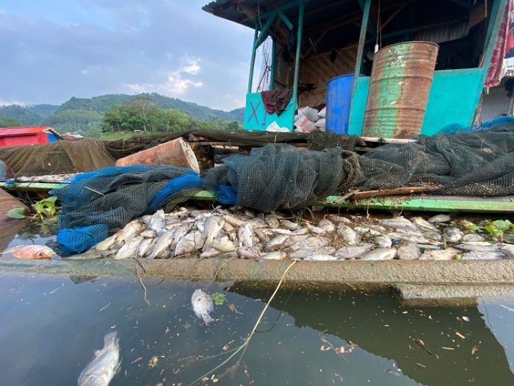 150 Ton Ikan KJA di Waduk Saguling Mati Mendadak, Dispernakan KBB Sebut Kerugian Capai Rp3 Miliar