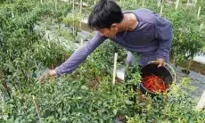 TPID Kota Bogor Kendalikan Inflasi dari Lahan Tidur dengan Panen Cabai di Cimahpar 