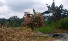 Diskatan Kuningan Pastikan Petani dapat Tebus Pupuk Subsidi Pakai KTP