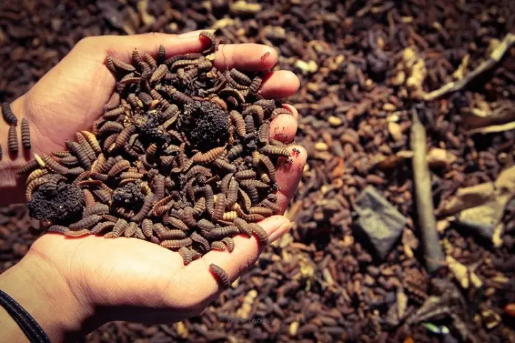 Kurangi Sampah Organik Rumah Tangga, DLH KBB Jalin Kerjasama dengan Pembudidaya Maggot