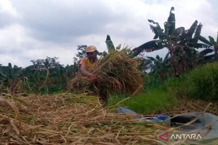Diskatan Kuningan Pastikan Petani dapat Tebus Pupuk Subsidi Pakai KTP