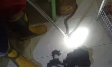 Baru Bangun, Penghuni Kos di Bengkulu Melihat Ular King Kobra, Begini Reaksinya