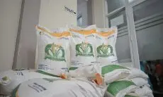 Alhamdulillah Mayoritas Komoditas Pokok Harganya Mulai Turun, Termasuk Beras