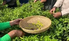 Diinisiasi Warga Pensiunan, Buruan Sae di Kelurahan Pasirkaliki Panen Cabai Rawit