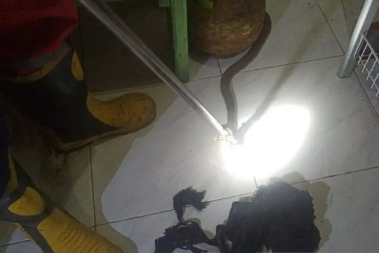 Hanya di Sini, Rumah Kos Berisikan Ular King Kobra