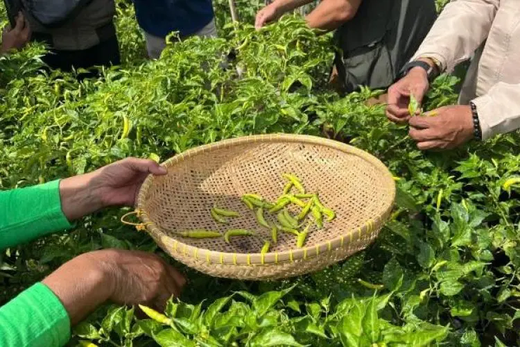Diinisiasi Warga Pensiunan, Buruan Sae di Kelurahan Pasirkaliki Panen Cabai Rawit