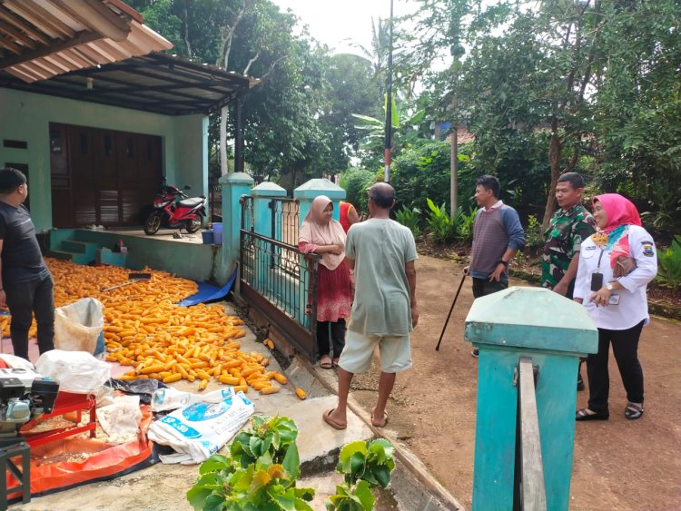 Implementasikan Program Ketahanan Pangan, Petani Desa Cipeundeuy Panen Tiga Ton Jagung Hibrida Kering