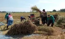 DTPH Jabar Klaim, Panen Raya Kali Ini Surplus Beras