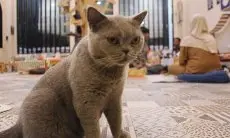 Habis Stres Terbitlah Tawa di Gemuyu Cat Cafe Cibinong