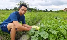 Di Cirebon, Timun Suri Tetap Jadi Andalan Takzil
