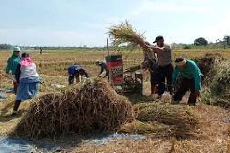DTPH Jabar Klaim, Panen Raya Kali Ini Surplus Beras
